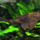 Plecostomus: varieties and content rules