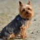 Pros and Cons of Yorkshire Terrier