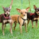 Pros and cons of the toy terrier breed