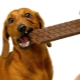 Why can't dogs be given chocolate?