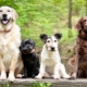 Dog breeds: description and choice