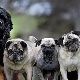 Pug-like dog breeds