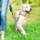 Leashes for dogs: what are and how to choose?