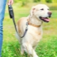 Dog Roulette Leash: how to choose and use?