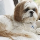 Shih Tzu Content Policy