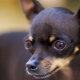 Rules for the care and maintenance of toy terrier