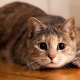 Cat Psychology: Useful Behavior Information