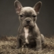 Sizes of French bulldogs depending on age and how to adjust them
