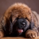Tibetan mastiff sizes by months: weight and height