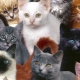 Variety of cat breeds