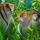 Breeding Angelfish: Basic Rules