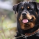 Rottweiler: breed characteristics and maintenance rules