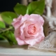 Cold porcelain roses: manufacturing features