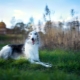 Russian Borzoi: characteristic, temperament, basic care