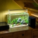 Fish and plants for nano aquarium
