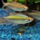 Congo fish: description, rules of keeping, breeding and compatibility