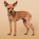 Red toy terriers: description, pros and cons, content rules