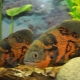 Who does cichlids get along with in an aquarium?