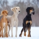 Saluki: characteristics of the breed of dogs, especially care