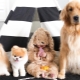 The cutest dogs: similarities, top of the best breeds, selection and care