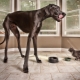 Tallest dogs in the world