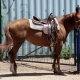 Saddle for a horse: how to choose and wear?