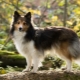 Sheltie: a description of the dogs, color variations and features of the content