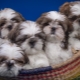 Shih Tzu: breed description, nature, feeding and care