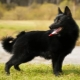 Schipperke: breed description and content