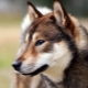 Shikoku: breed features and cultivation