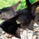 Black angelfish: how do fish look and how to care for them?