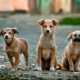 How many mutts live on the street and at home?
