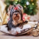 How many years have Yorkshire terriers been living and what does it depend on?