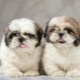 How many years do Shih Tzu live and what does it depend on?