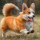 How many Corgis live and what does it depend on?