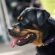 How many rottweilers live and what does it depend on?