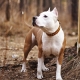 How many staffordshire terriers live and what does it depend on?