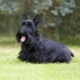 Scotch terrier: description of the breed and the nuances of its content