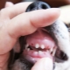 Change of milk teeth in dogs: age limits and possible problems