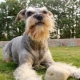 Dogs with a beard: types and characteristics, selection and care