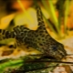 Catfish-Changeling: maintenance and care, compatibility with other fish