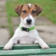Jack Russell Terrier nickname list
