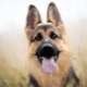 List of nicknames for a German shepherd girl