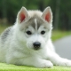 List of beautiful and funny huskies