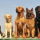 Dog Breed Comparison