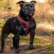 Staffordshire Bull Terrier: breed description, nuances of care