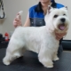 West Highland White Terrier haircut: requirements and types