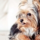 Haircuts of the Yorkshire Terrier: types and selection rules