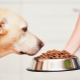 Dry food for large dogs