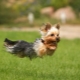 The subtleties of training Yorkshire Terrier